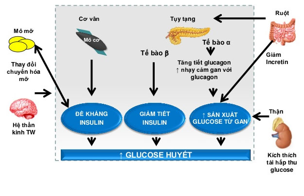 Tokaijyo dạng viên uống giúp điều khiển lượng đường bằng cách thúc đẩy quá trình sử dụng đường trong cơ thể, trong gan.
