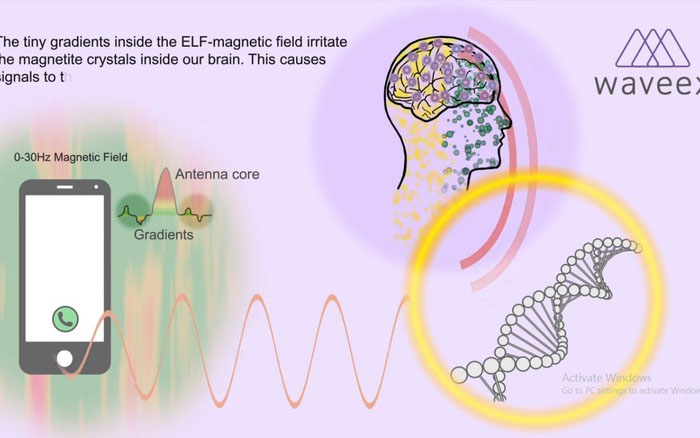 Nghiên cứu cho thấy, sóng điện từ, wifi làm suy giảm hoạt động chức năng não, làm suy giảm trí nhớ.